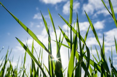 Çiy damlalı taze çimen