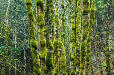 Trunks covered by lichens in the forest clipart