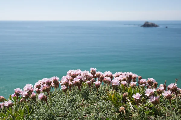 海食崖のピンクの花 — ストック写真