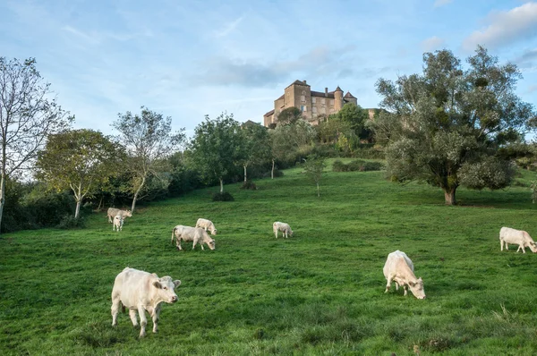 Vacche da latte francesi — Foto Stock