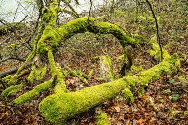 Trunks covered by  lichens — Stock Photo, Image