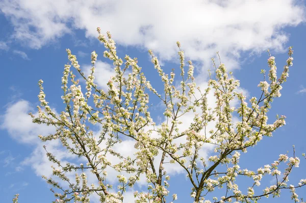 Ramas florecientes del manzano — Foto de Stock