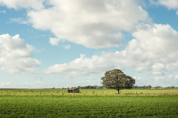 Pittoreske Normandië grasland — Stockfoto