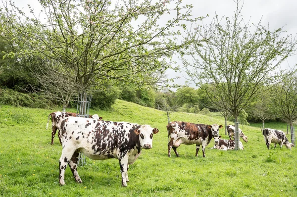 Milk cows under the apple trees — Stock Photo, Image