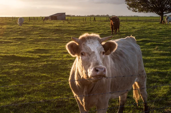 Корова, стоящая рядом с оградой — стоковое фото