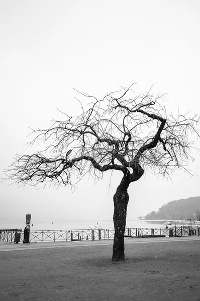 Bare tree by the lake — Stock Photo, Image