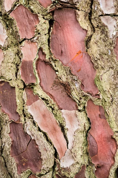 Texture of the bark of pine — Stock Photo, Image