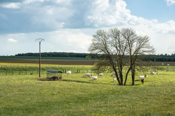 Vacas leiteiras francesas — Fotografia de Stock