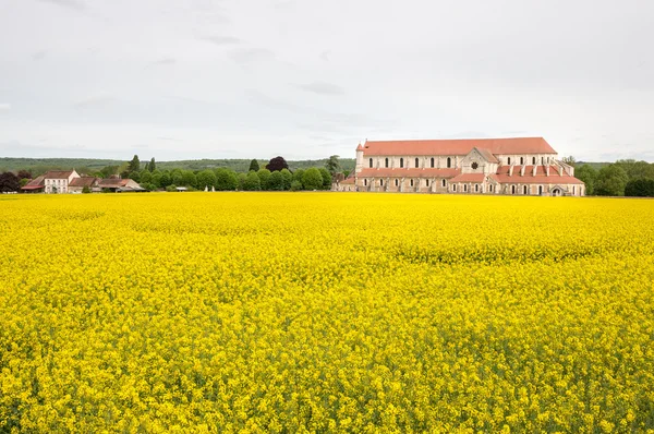 Oilseed 강간 필드에서 Pontigny의 수도원 — 스톡 사진