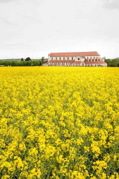 Abadía de Pontigny en los campos de colza oleaginosa — Foto de Stock