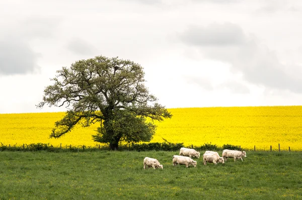 Francouzské podojit krávy ve farmě — Stock fotografie