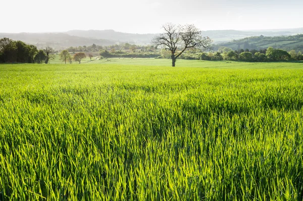 Campo verde con huills arbolados — Foto de Stock