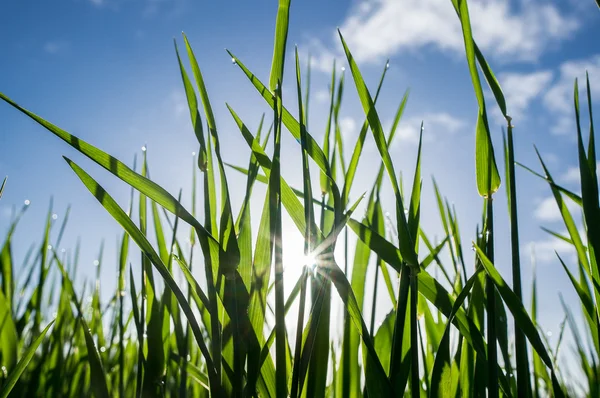 露が落ちる新鮮な草 — ストック写真