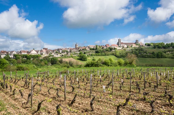 Weinberg im Frühling mit Vezelay — Stockfoto