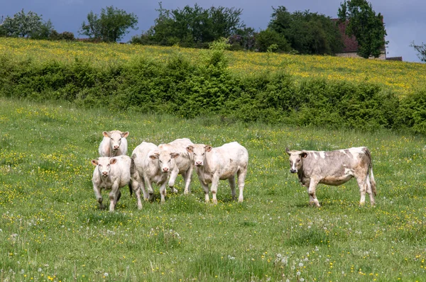 Vacche da latte francesi in un'azienda agricola — Foto Stock