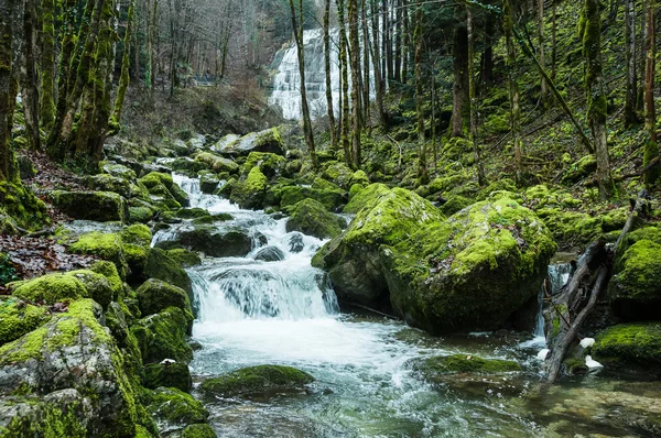 Ручей в лесу с камнями — стоковое фото
