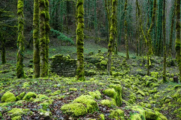 Trunks covered by lichens — Stock Photo, Image