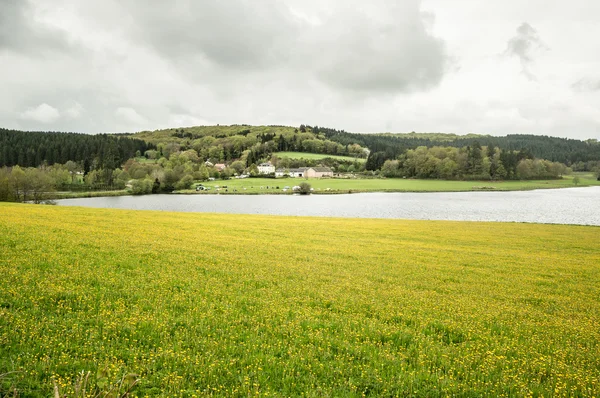 sarı çiçek alanları