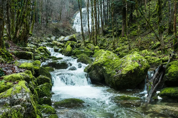 Creek in the forest with stones — Stock Image Creek in the forest with stones Royalty Free Stock Images