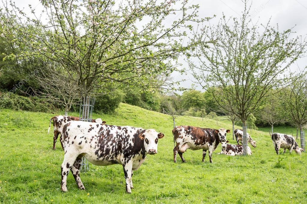 Milk cows under the apple trees