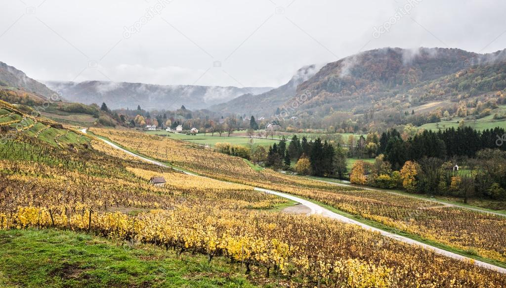 Picturesque view of vineyards