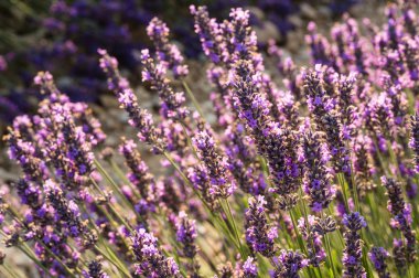Valensole lavanta alanlar