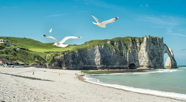 Gabbiani che volano sopra la riva del mare — Foto Stock