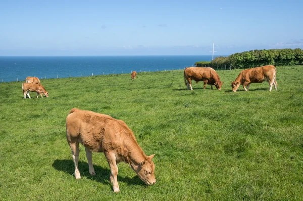 Mandria di vacche al pascolo verde — Foto Stock