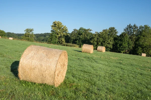 Yellow rolls of straw — Stock Photo, Image