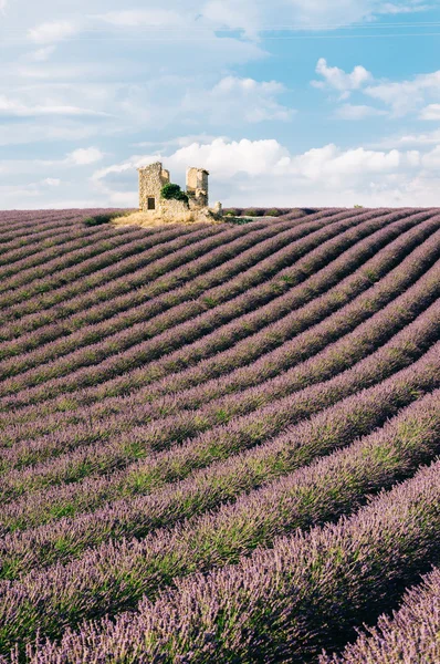 Ruína de casa em campos de lavanda — Fotografia de Stock