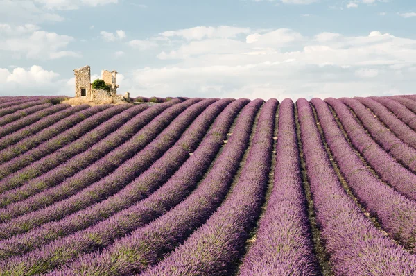 Ruína de casa em campos de lavanda — Fotografia de Stock