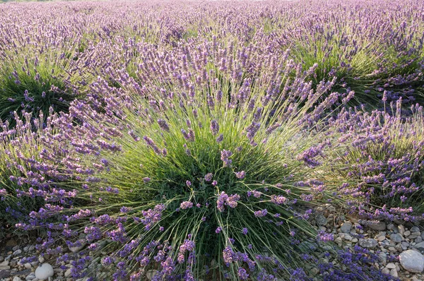 Oblasti levandule v Valensole — Stock fotografie