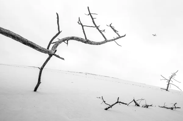Mrtvý strom na Duně Pilat — Stock fotografie