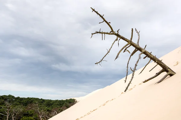 Albero morto sulla duna di Pilat — Foto Stock