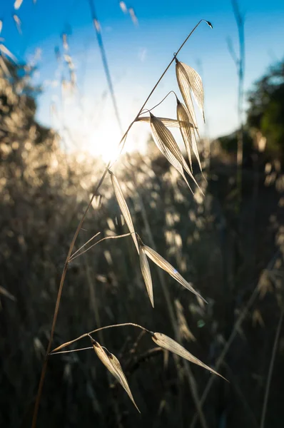 Spikelets of wild grass — Stock Photo, Image