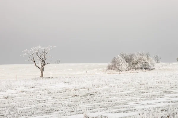 Bare trees on the fields — Stock Photo, Image