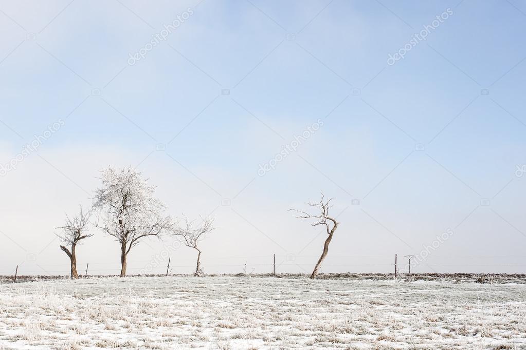 Bare trees on the fields
