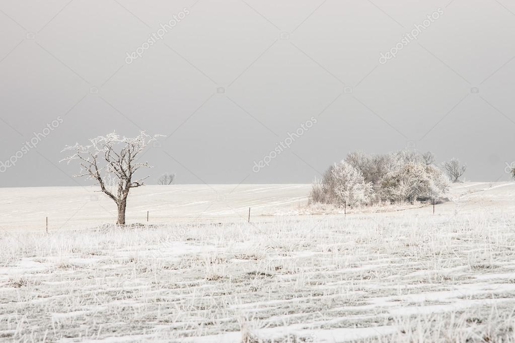 Bare trees on the fields