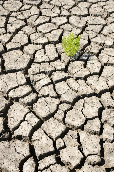 Seco agrietado Chaps tierra — Foto de Stock