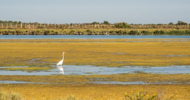 Bataklıkta beyaz balıkçıl