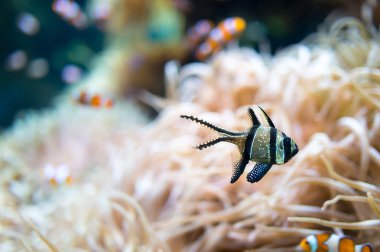 küçük renkli tropikal balık