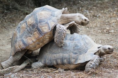 yere kaplumbağaları dostum 