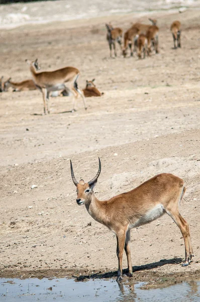 Stádo malých gazel — Stock fotografie