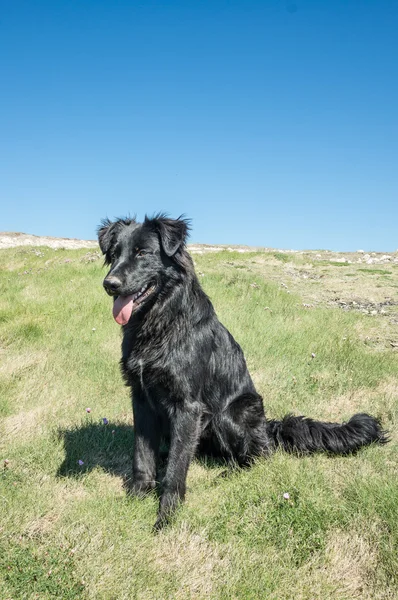 Piękny czarny pies — Zdjęcie stockowe