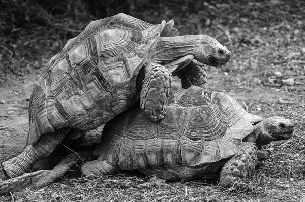 地面のカメの仲間 — ストック写真