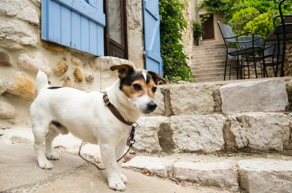 Anjing kecil dengan bilik — Stok Foto