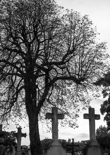 Kreuze und dunkler kahler Baum — Stockfoto