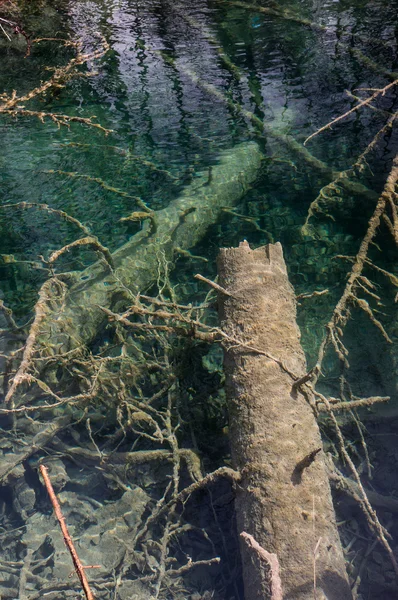 Старые разбитые деревья в реке — стоковое фото