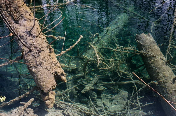 Старые разбитые деревья в реке — стоковое фото