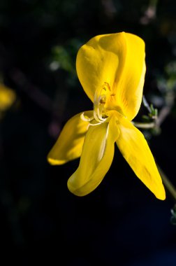 Fransa'da kır çiçeği